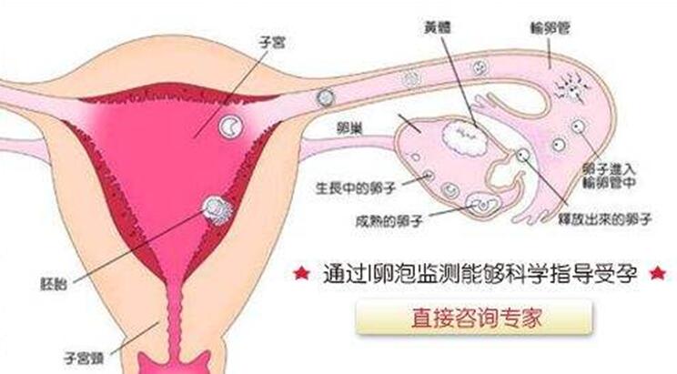 震惊！夫妻花费巨款尝试试管婴儿手术，输卵管遭遇意外切除