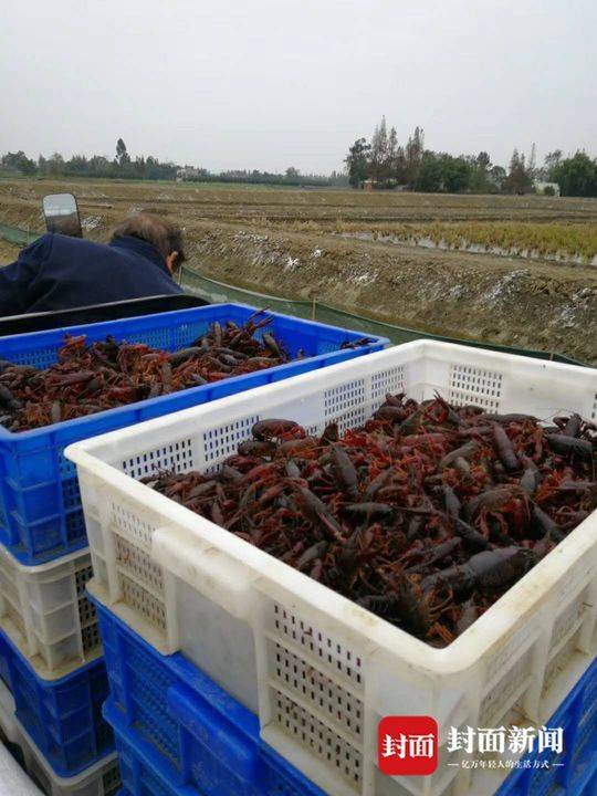 卖增重虾仁企业遭遇点名风波，应对之道与反思