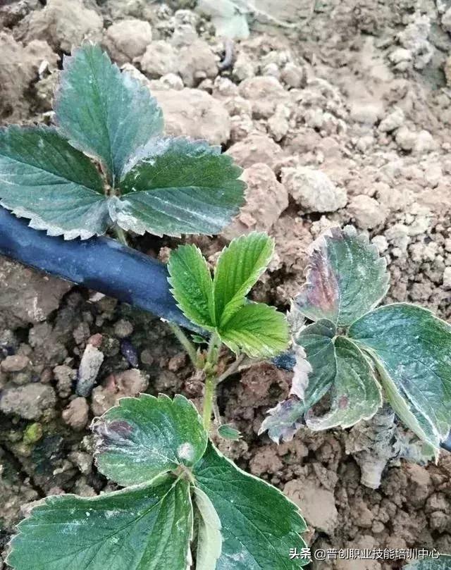 草莓瘟是真的吗？揭秘草莓产业的健康挑战
