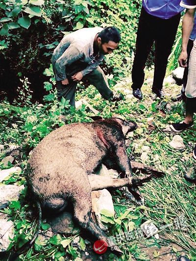 惊魂瞬间！男子遭遇三百斤野猪袭击，头骨受损在ICU紧急抢救
