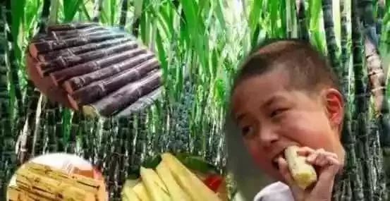 清明前后的甘蔗毒过蛇？专家辟谣