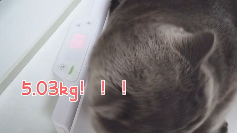 男子创意无限，塑料板打造遛猫神器走红网络
