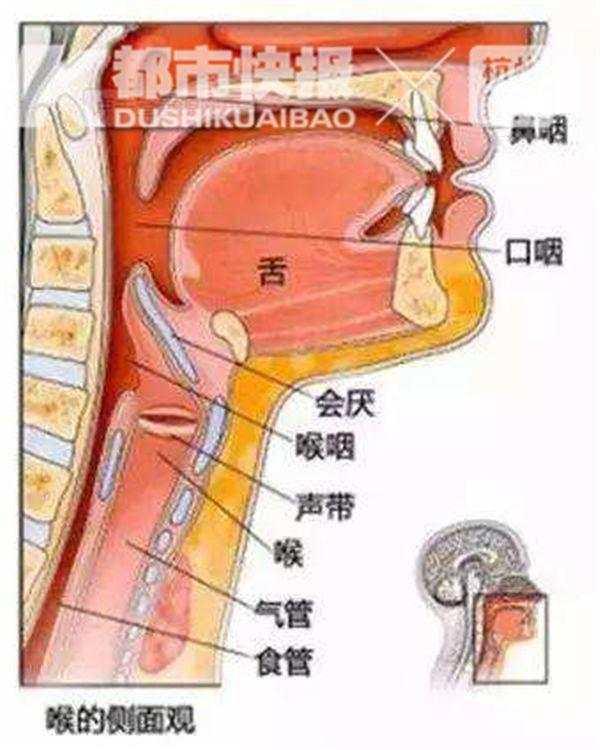 女子嗓子痛确诊急性会厌炎不幸离世，警惕咽喉健康的十个重要信号