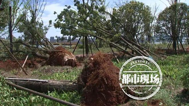 北京遭遇极端天气，843棵树遭不幸——背后的故事与挑战