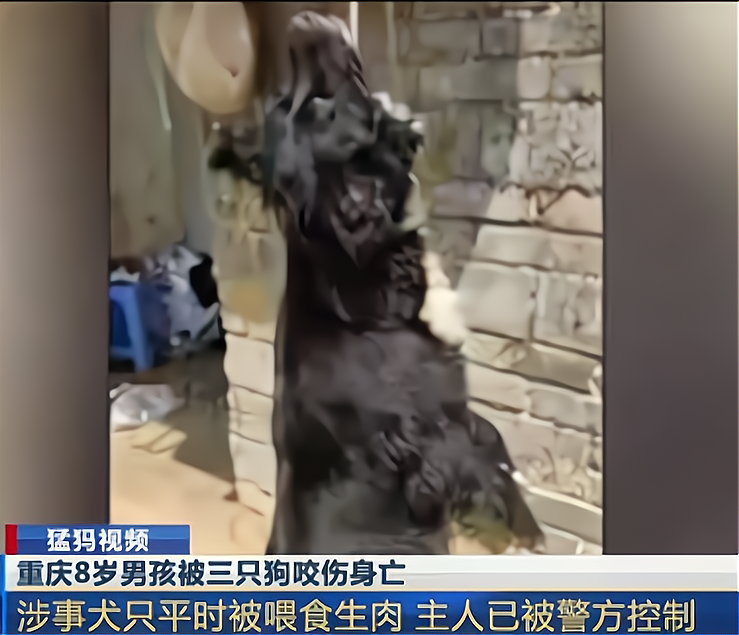 8岁男孩遭恶犬撕咬致死事件的深度剖析