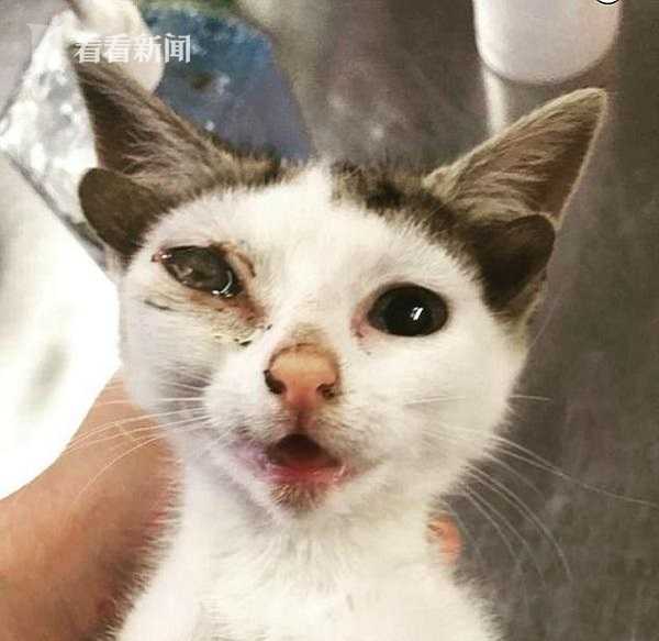 网红小猫悟空的悲恸告别，车祸背后的深思