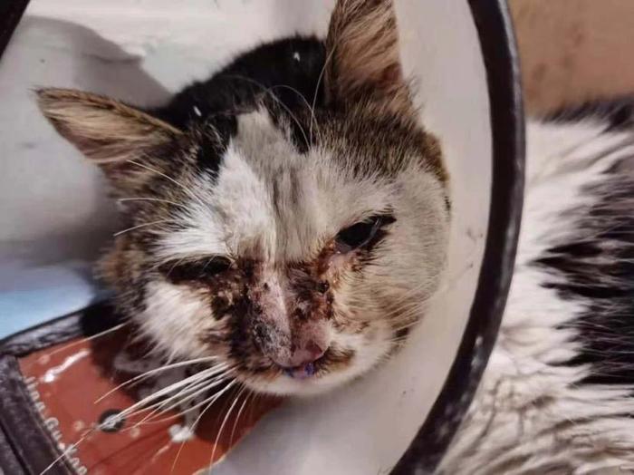 网红小猫悟空的悲恸告别，车祸背后的深思