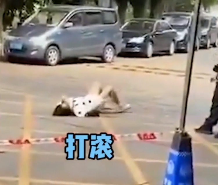 女子第五次考科目二作弊被抓，反思与警示