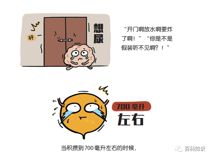 憋尿到膀胱爆炸，深度解析与应对建议