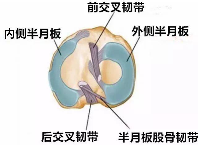 撞树锻炼致椎体坏死能恢复吗？深度解析与恢复可能性探讨