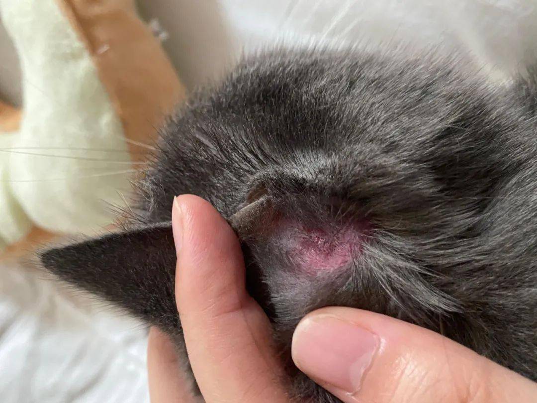猫耳朵里的螨虫跑到人耳朵里会怎样？全面解析螨虫入侵的隐患