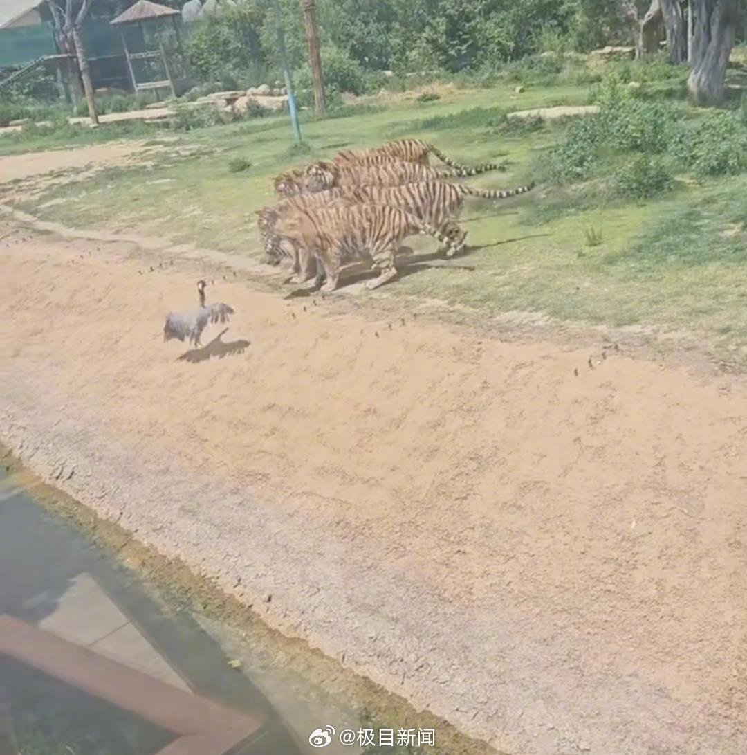 灰鹤误入遭七虎围猎，一场意外的自然之战