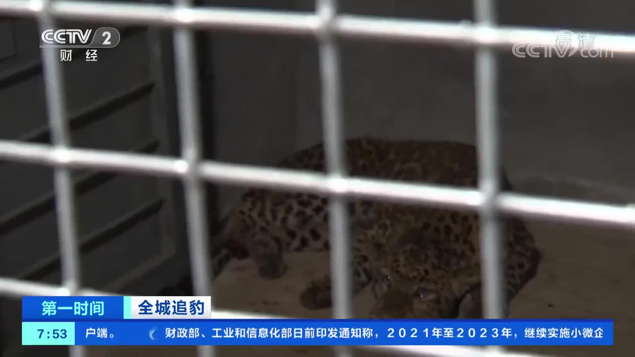 杭州三只外逃豹子的故事