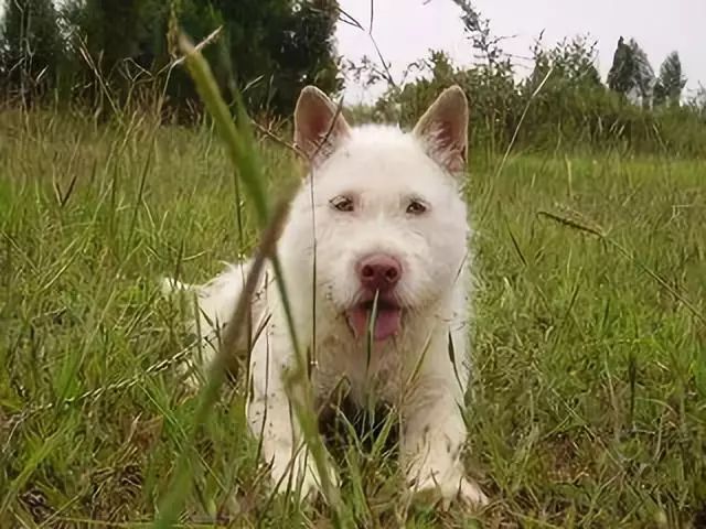 中国下司犬外网爆火，被称为中国狗王