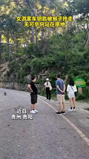 车钥匙逗猴被猴抢走，一场意外的闹剧