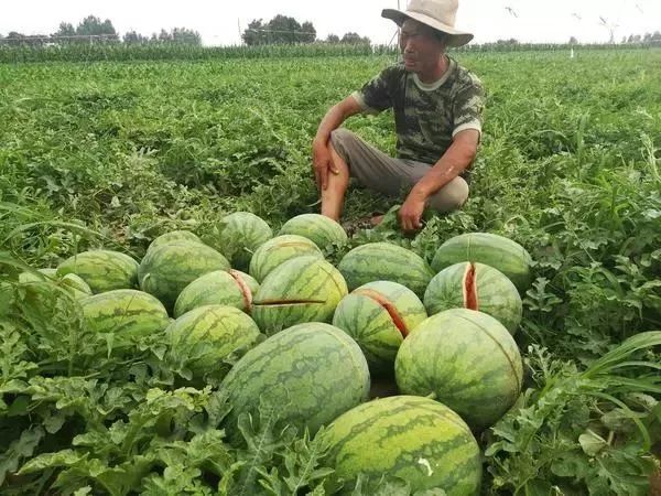 广西瓜农面临低价困境，无奈之举引发关注——西瓜池塘弃置现象探究