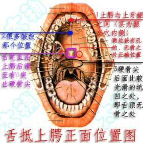 舌根与牙龈的意外连结，一则关于健康与生活的深度解析