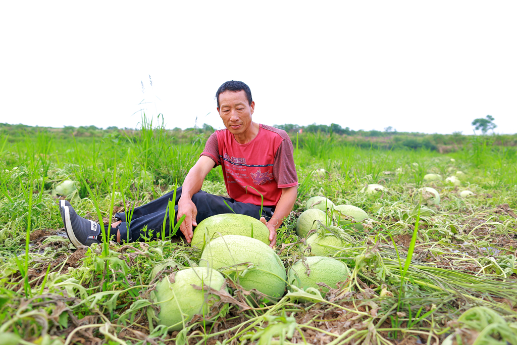 瓜农遭遇低价困境，西瓜喂鱼成无奈之举