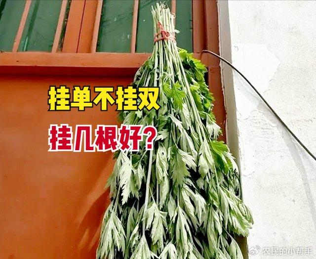 端午挂艾草，传统习俗中的讲究与深意