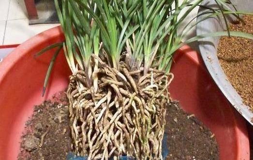 花生壳子的奇妙用处，探索其多元价值与应用