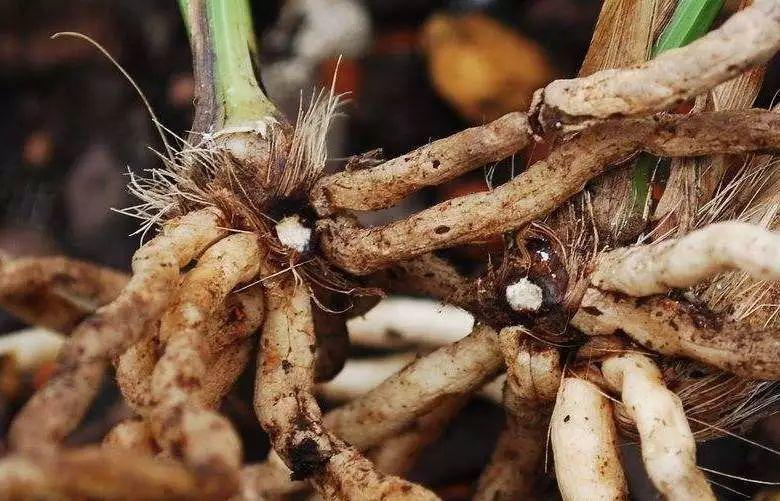 花生壳子的奇妙用处，探索其多元价值与应用