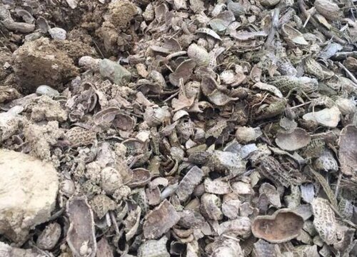 揭秘花生壳问题，从网络热门语言到深度解析