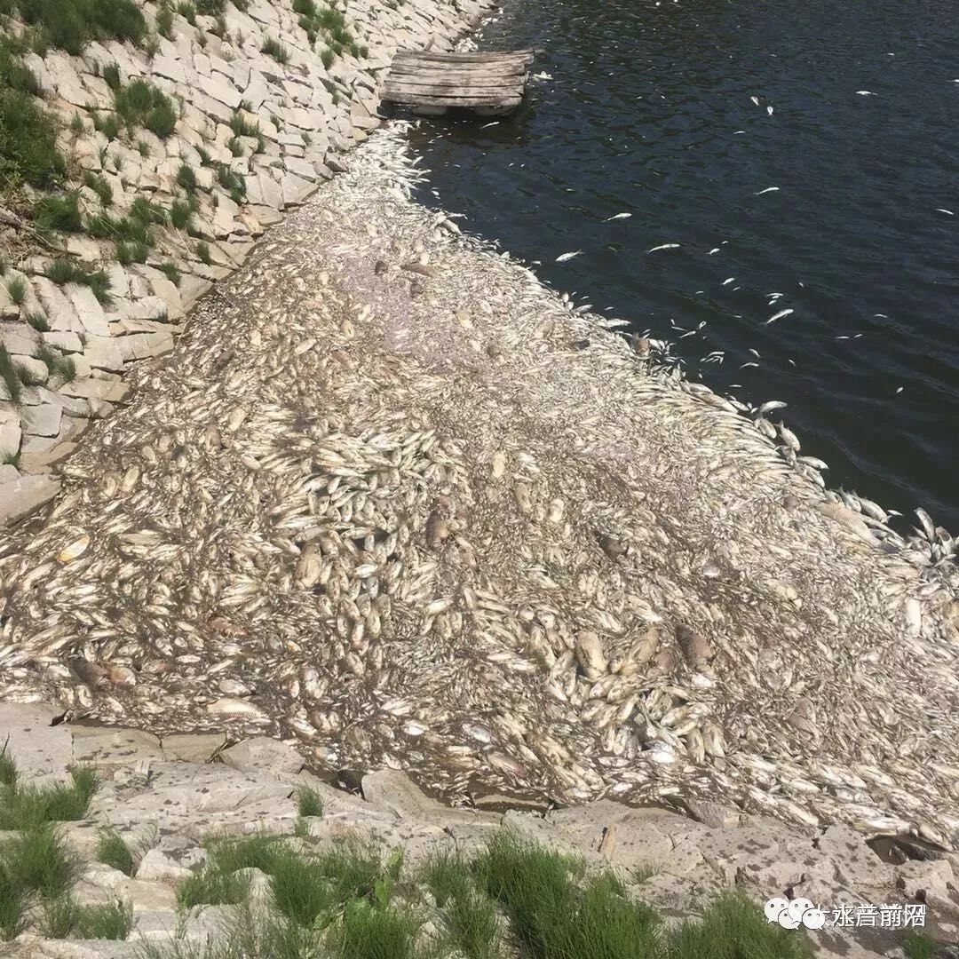 大量西瓜被扔进鱼塘喂鱼？当地回应