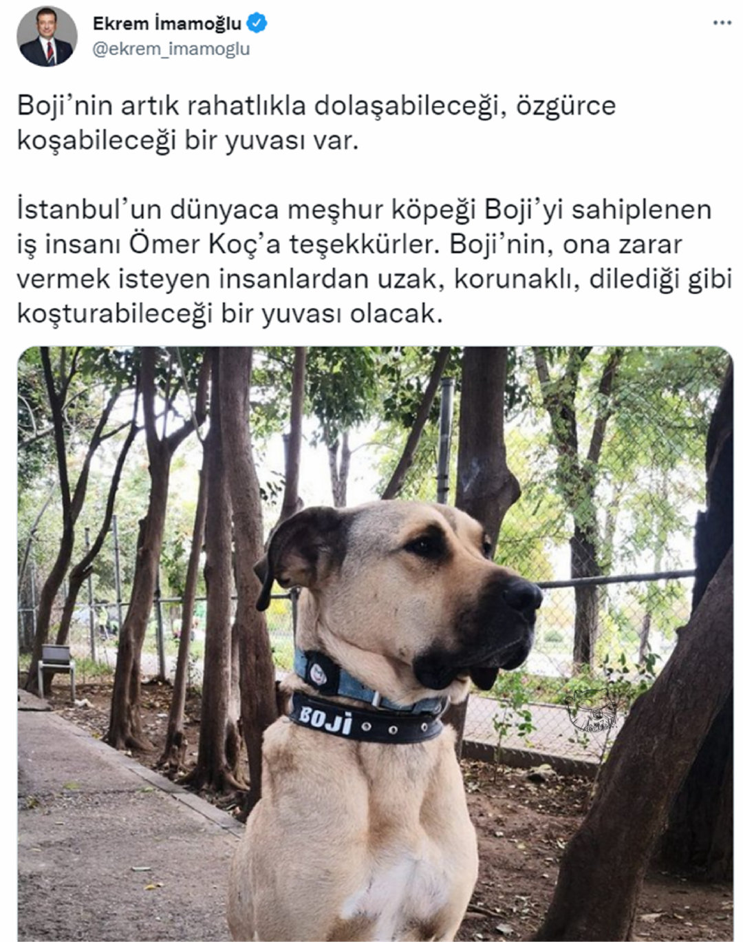 土狗海外爆红，封狗王传奇与传记的诞生