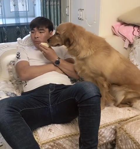 妹妹遭遇金毛突袭，哥哥的英勇救场与训狗教育