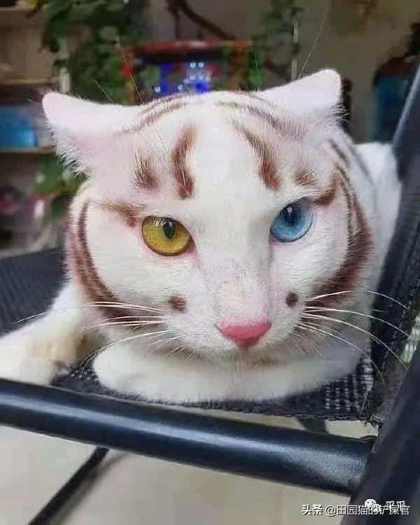 一、引子，期待决战猫猫之颠