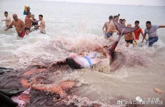 三亚海边被咬事件，经历与反思