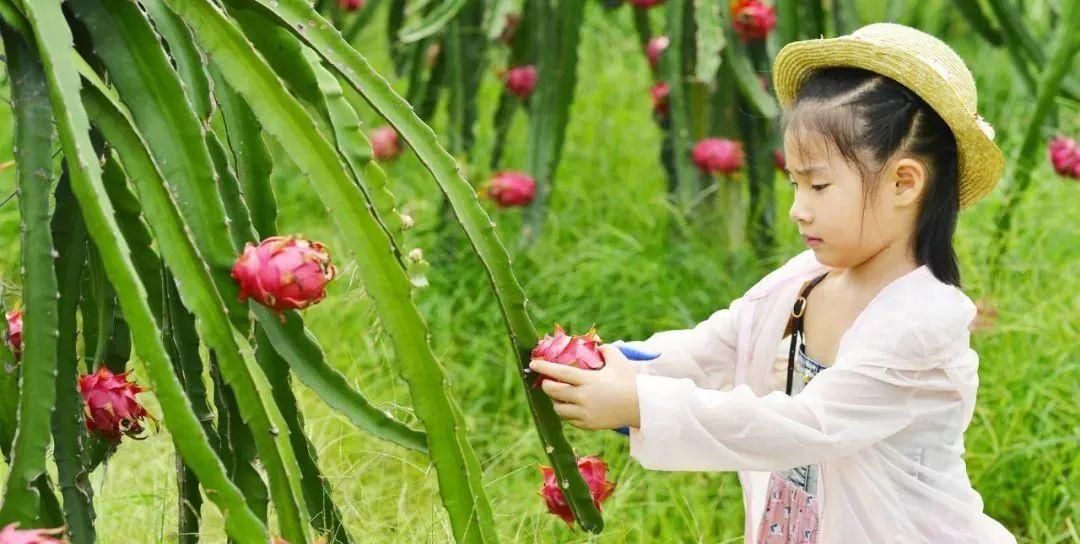 2021海口市荔枝活动，一场甜蜜盛宴的开启
