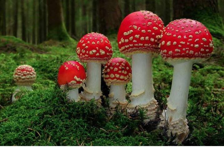 一家六口采食剧毒鹅膏菌后中毒事件深度解析