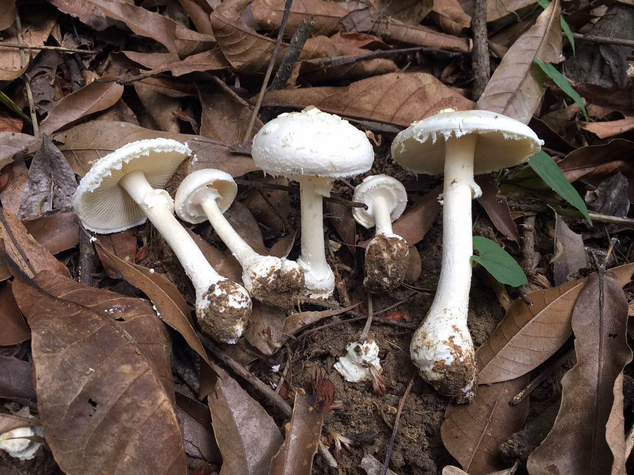 一家六口采食剧毒鹅膏菌后中毒事件深度解析