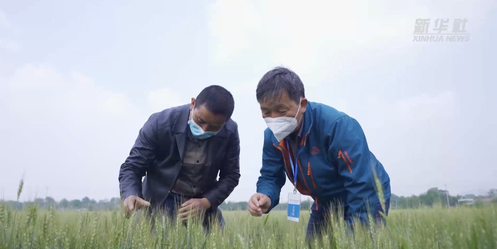 种粮大户的丰收密码