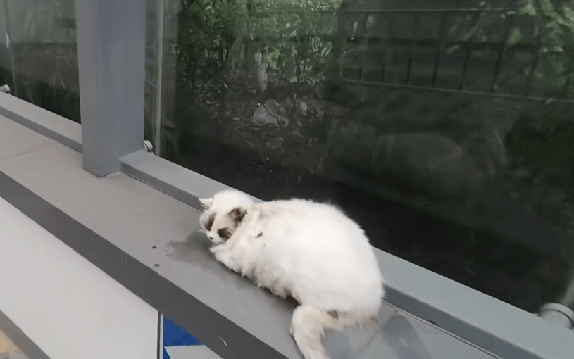 猫咪从16楼意外坠落，生存奇迹与反思