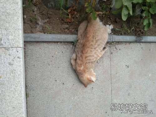 猫咪从16楼意外坠落，生存奇迹与反思