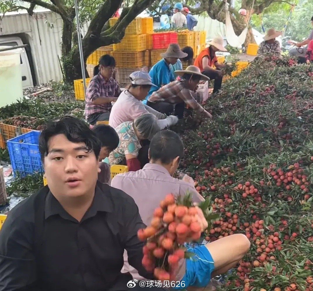 全红婵回家摘荔枝，英雄归来，荔枝映红家乡情