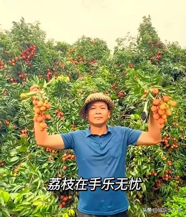全红婵回家摘荔枝，英雄归乡，荔香四溢