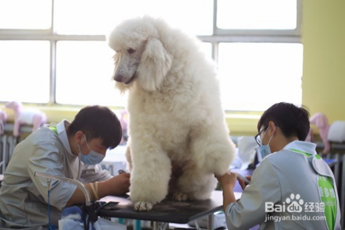 宠物类院校，培育人与动物和谐共生的未来之星