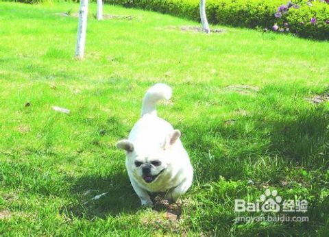 宠物本科学院哪个好，深度解析中国宠物教育市场热门学府