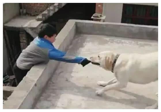 关于狗咬了人3个月没事是不是安全的探讨