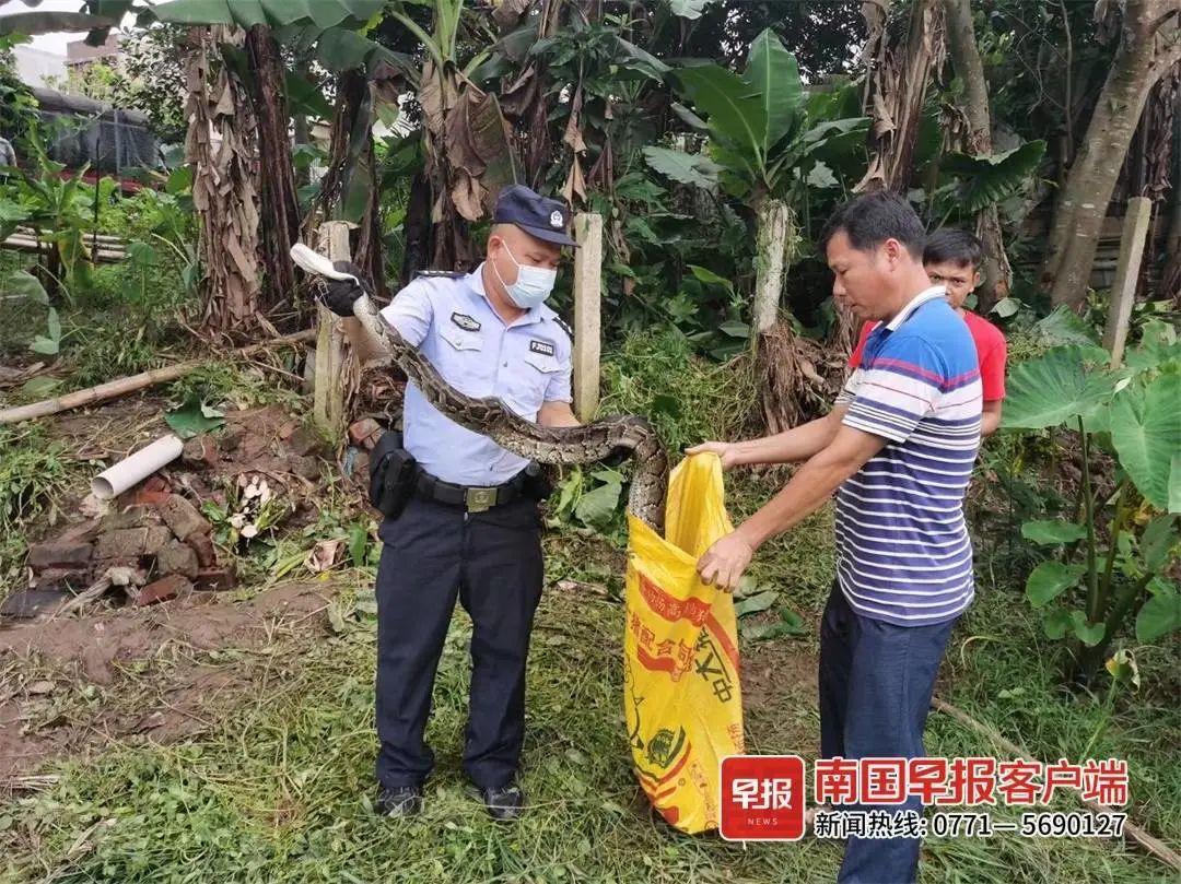 揭秘，130斤蟒蛇惊现菜地散步背后的故事，消防部门紧急处置