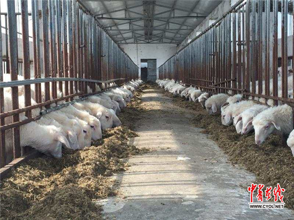00后女大学生返乡卖羊粪，羊粪产业的青春力量