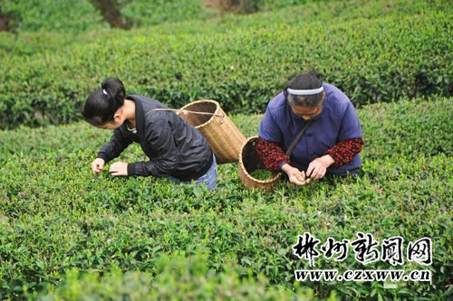 采茶过程中的子宫掉落事件，深度解析与应对建议