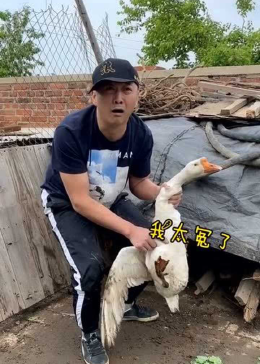卤鹅哥回应被湖南台丢下，有些失落