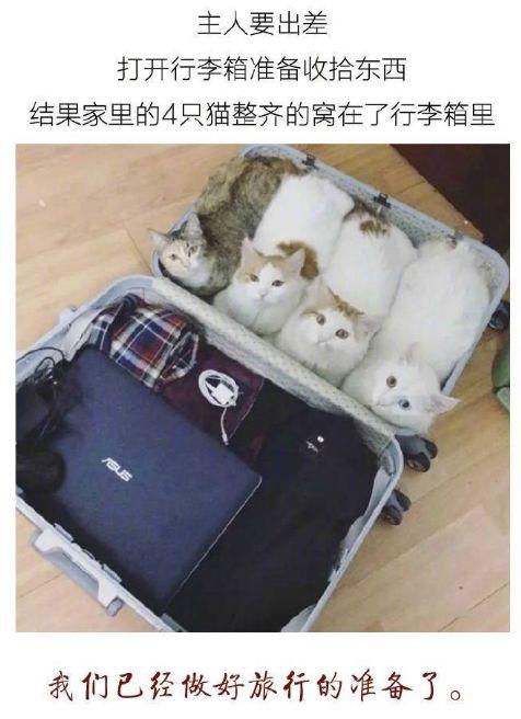 治愈异瞳，探寻异色瞳孔背后的故事与力量
